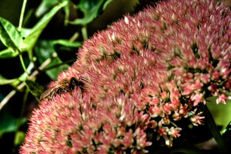 Diner in a flower