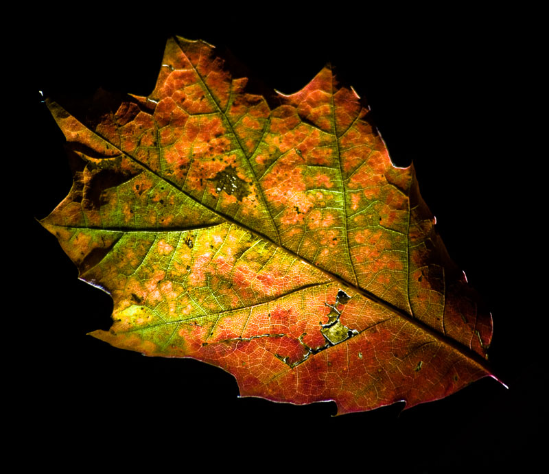 Light on an end of colored life