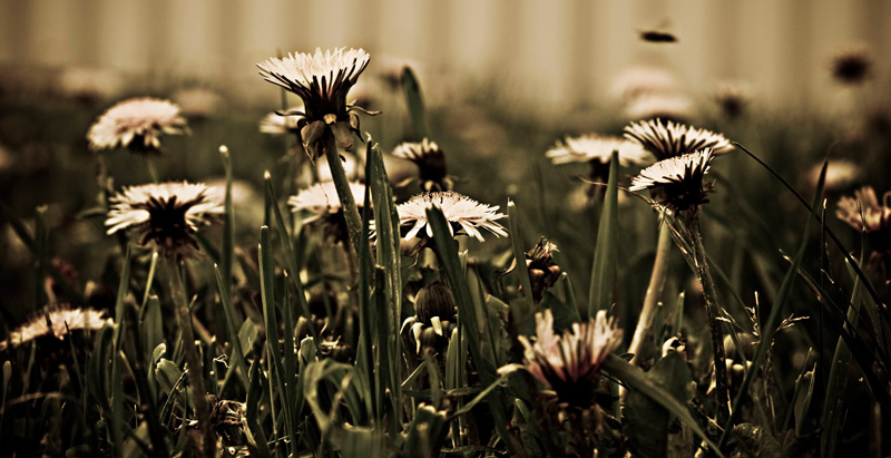 Au fond du jardin...