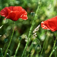 Jump-Photo-Coquelicots-4