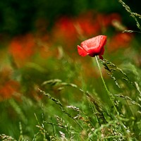 Jump-Photo-Coquelicots-7