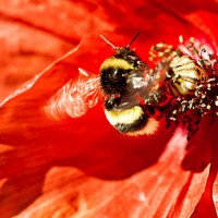 Jump_Photo_coquelicot2