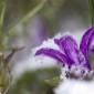 Macro, hiver, fleur, neige, gel